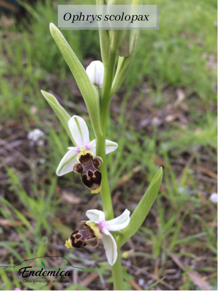 ophrys scolopax endemica orquiruta