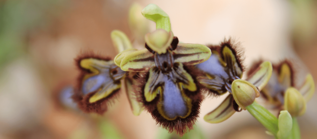 ophrys speculum endemica orquiruta