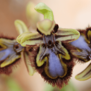 ophrys speculum endemica orquiruta
