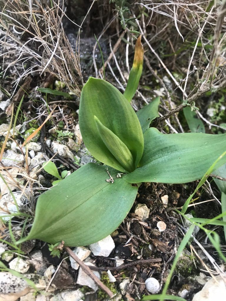 ophrys orquidia silvestre no pisar cuidado endemicanatura