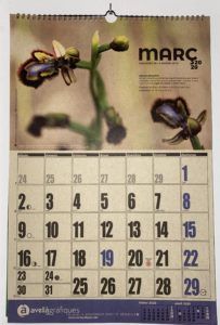 calendari avella pedreguer endemica orquidies silvestres