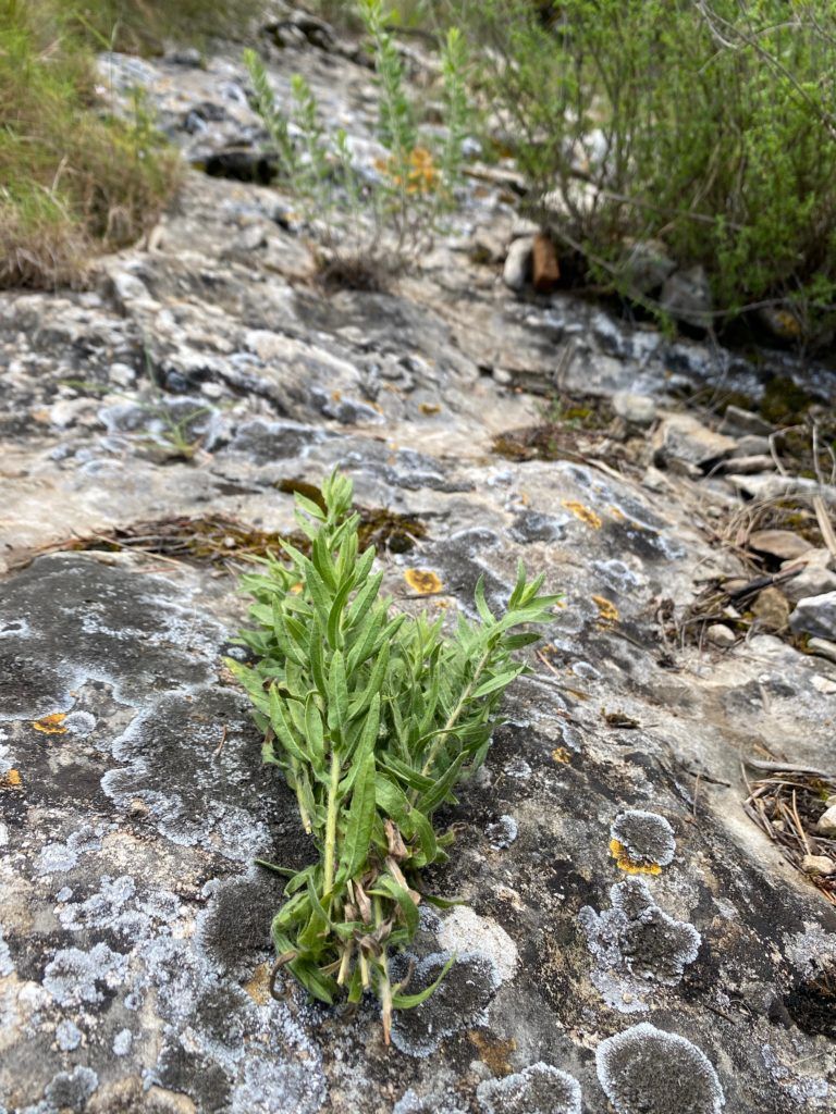 arnica te de roca jasonia glutinosa endemicanatura