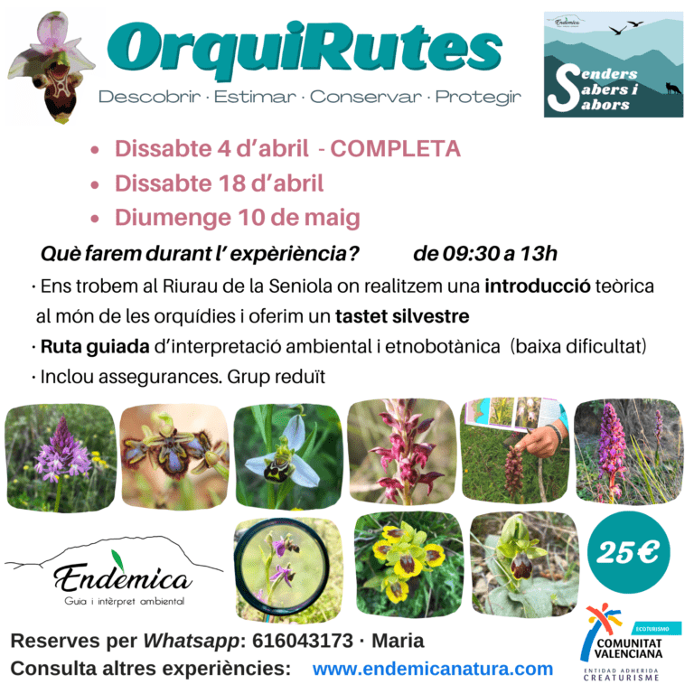orquis 26